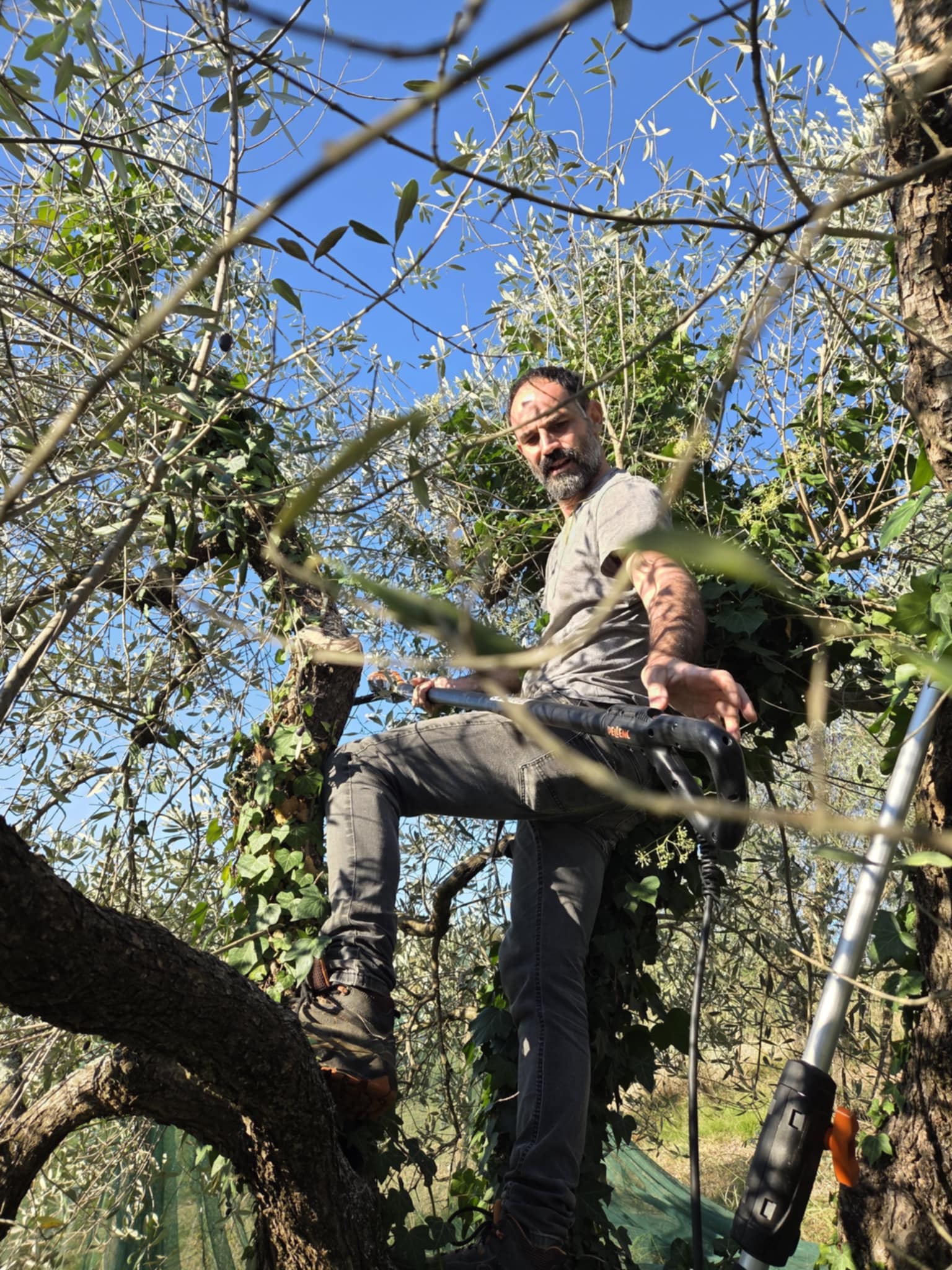 RaccoltaOlive4_GALLERY