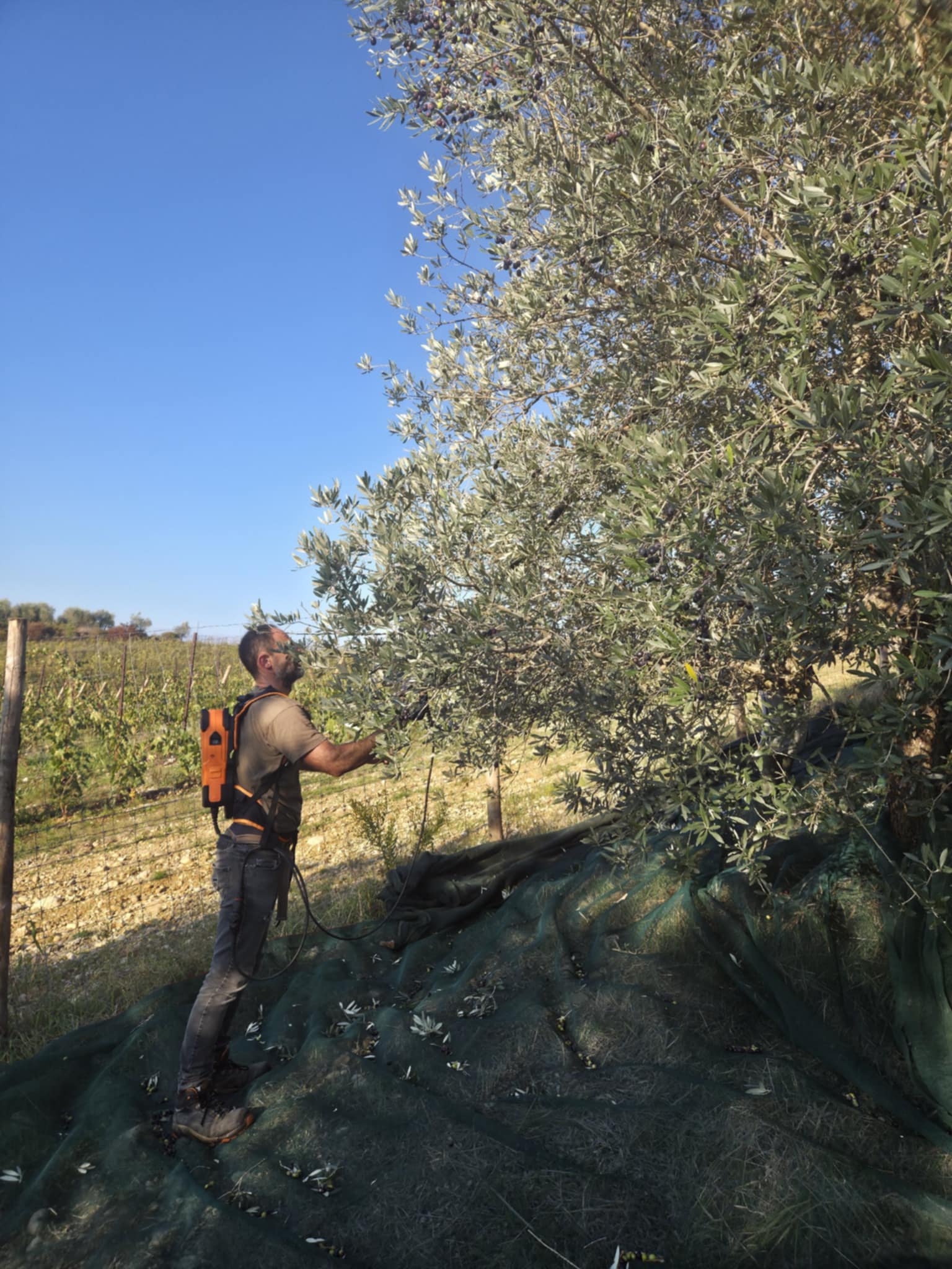 RaccoltaOlive_GALLERY